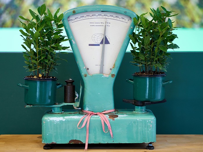 Vieille balance turquoise avec des plantes.