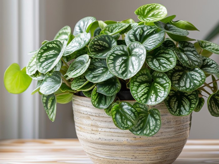 Plante Péperomia.