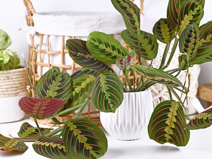 Plante de prière en pot.