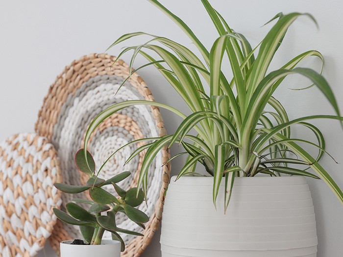 Plante araignée.