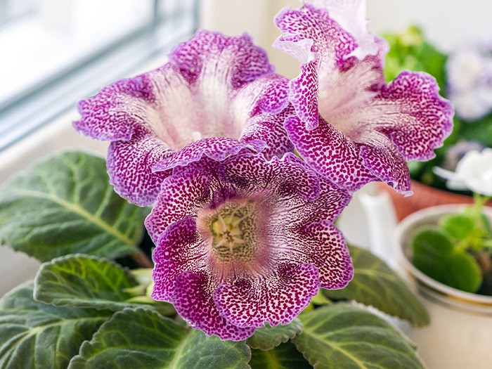 Plante Gloxinia.