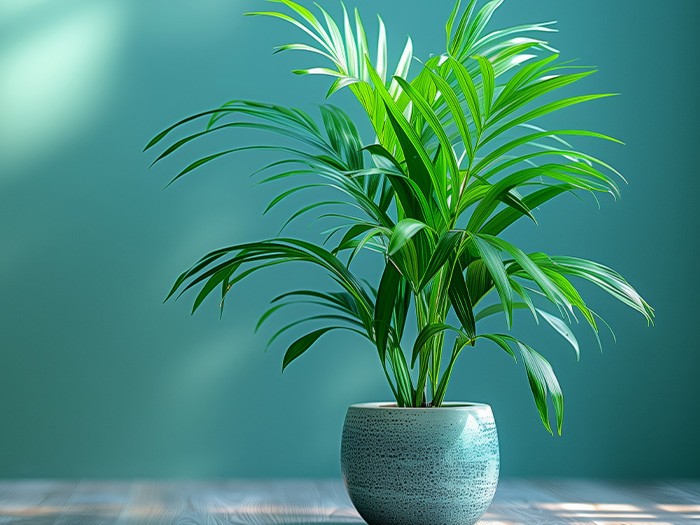 Plante de prière en pot.