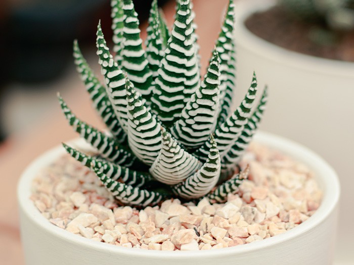  Plante Haworthia zébrée. 