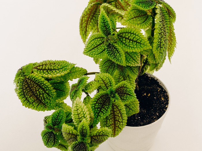 Plante de l’amitié.